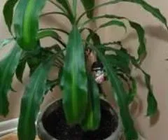 TWO DRACAENAS PLANTS