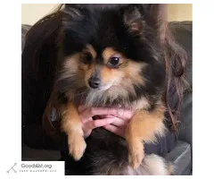 Pomeranian male looking for a new home