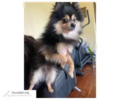 Pomeranian male looking for a new home