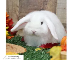 Holland lop Rabbits